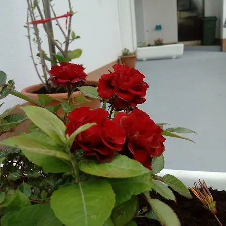 Apartman Radic *