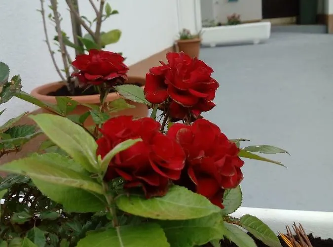 Апартаменты Radic *